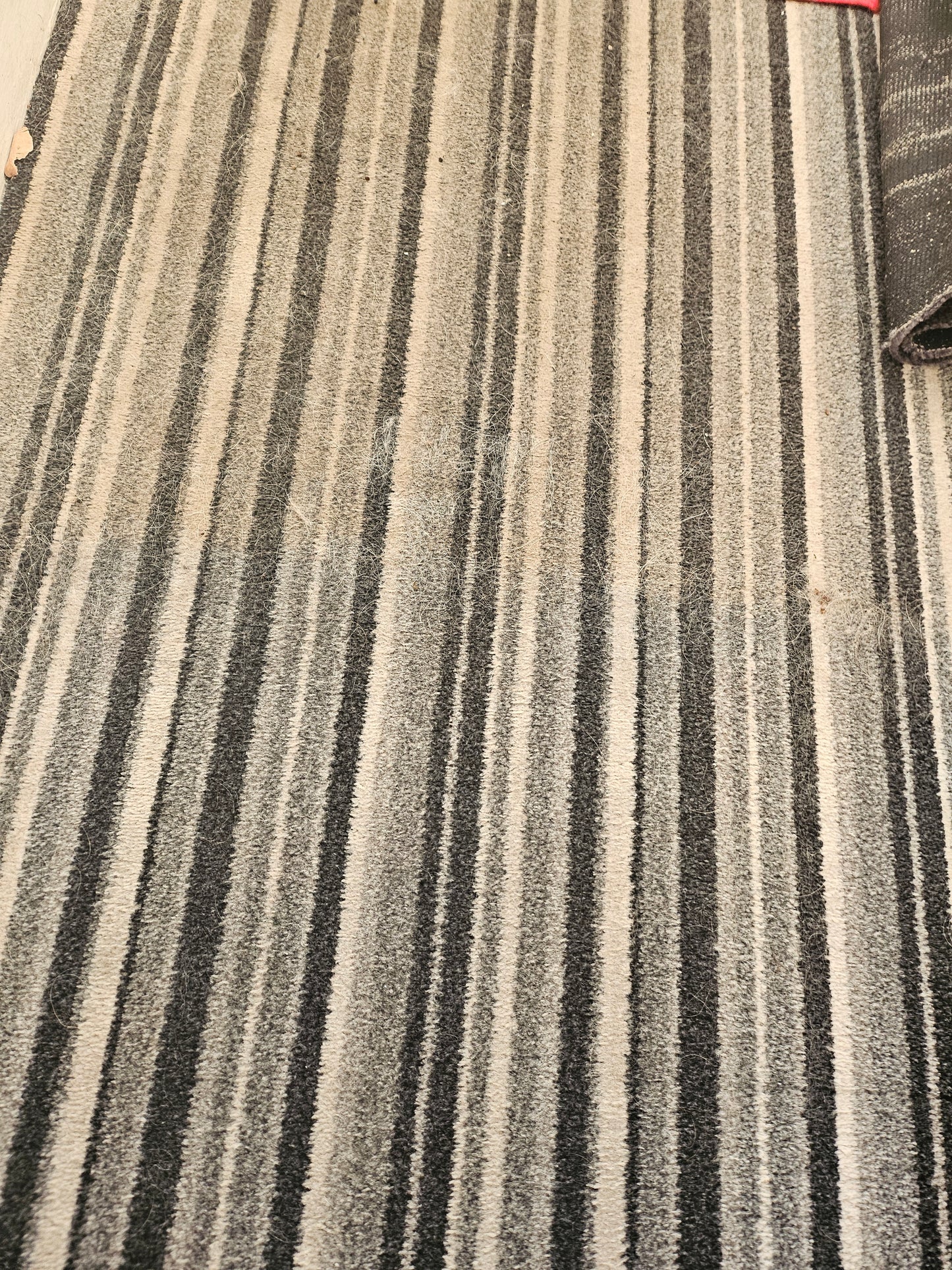 Concentrate Carpet Cleaner